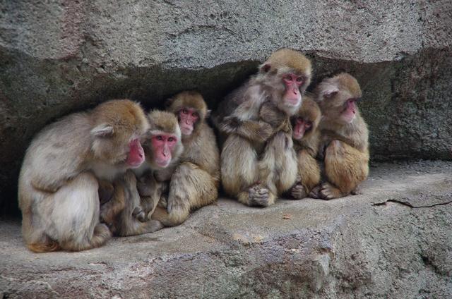 Morioka Zoo